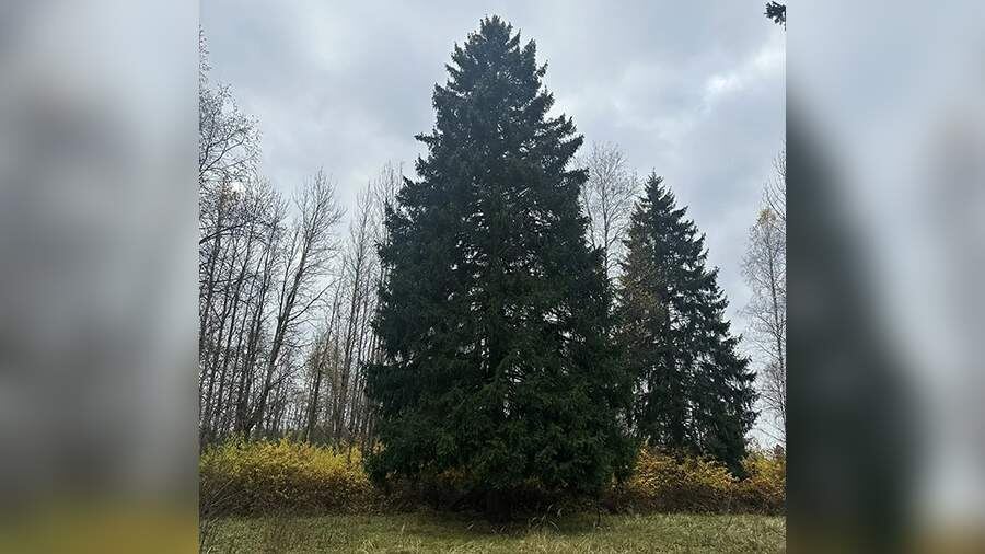    Фото: управление делами Президента Российской Федерации