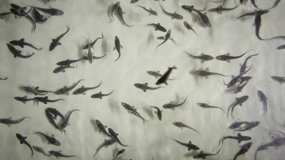 Автор фото: Антон Ваганов / "Деловой Петербург". Рыбы на акваферме в Гатчинском районе Ленобласти, архивное фото.