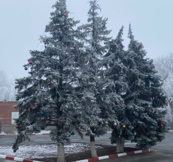    Фото: "Веселовские вести" Веселовские вести