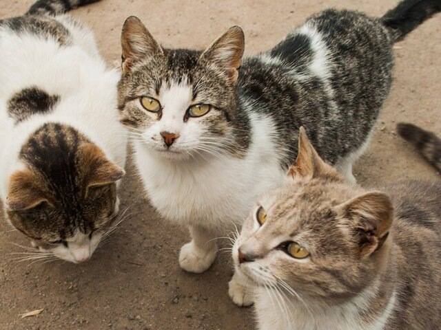    Фото: 123RF.com/olenaukr