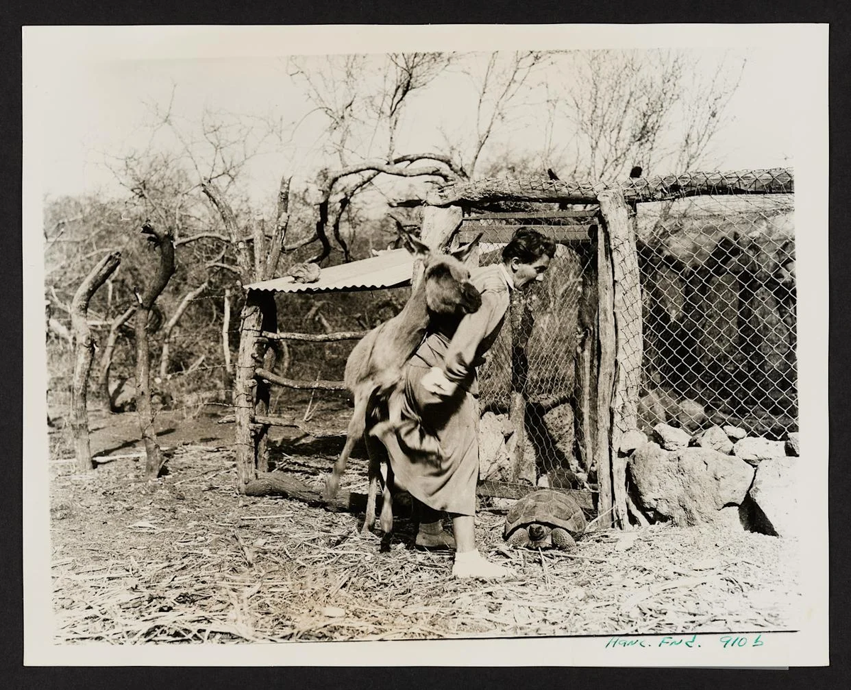 Хозяйство Риттеров на острове