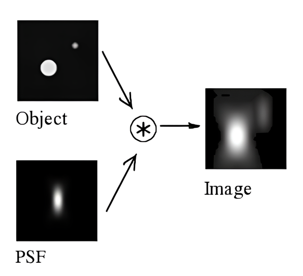 Формирование изображения в конфокальном микроскопе: центральный продольный (XZ) срез. Полученное трёхмерное распределение получается путём свёртки реальных источников света с PSF. Источник изображения: https://clck.ru/3QHHru.