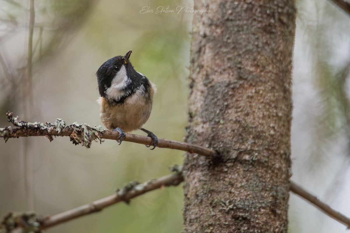    фото Элвис Антсон
