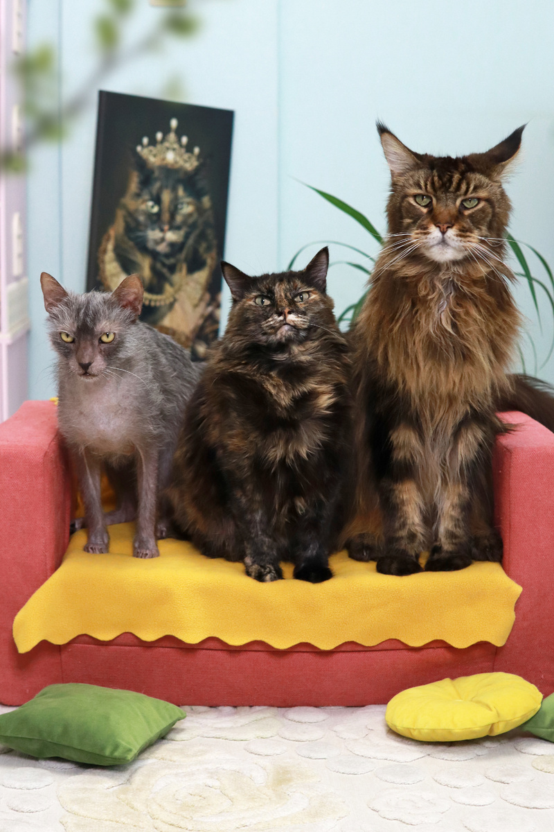 Арни, Мира и Лучик 🐾