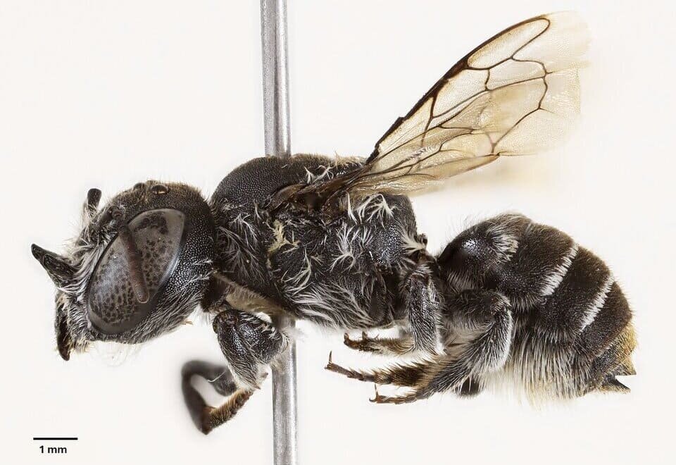   Kit S. Prendergast and Joshua W. Campbell / Journal of Hymenoptera Research, 2025