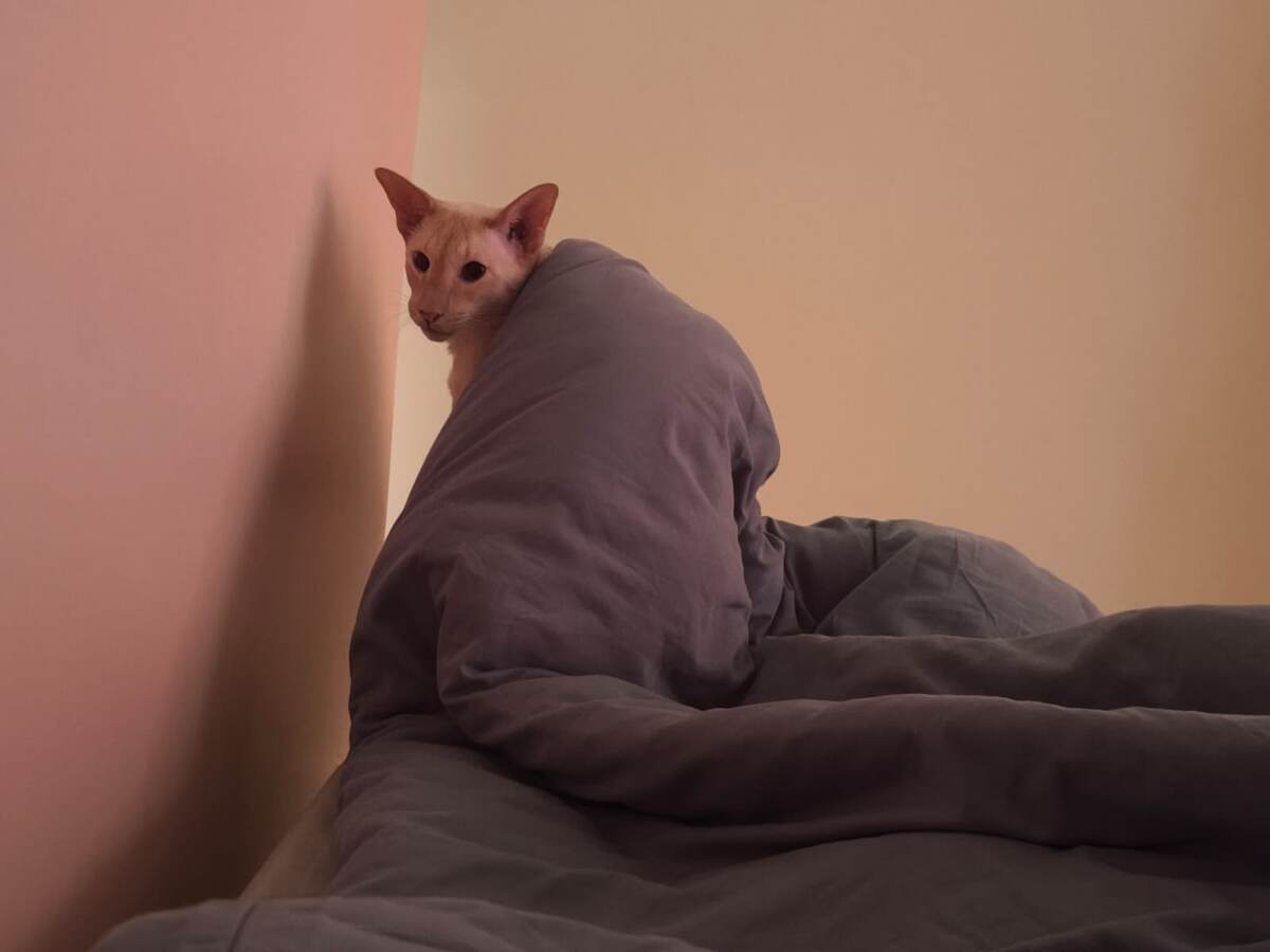 Кто-кто? Рмзес в пальто! (фото из личного архива)