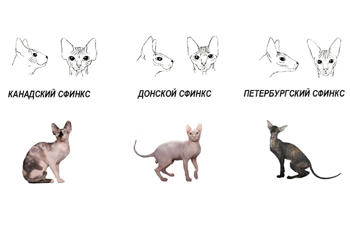 Три официально признанных породы сфинксов: канадский, донской и петербургский. Фото из интернета
