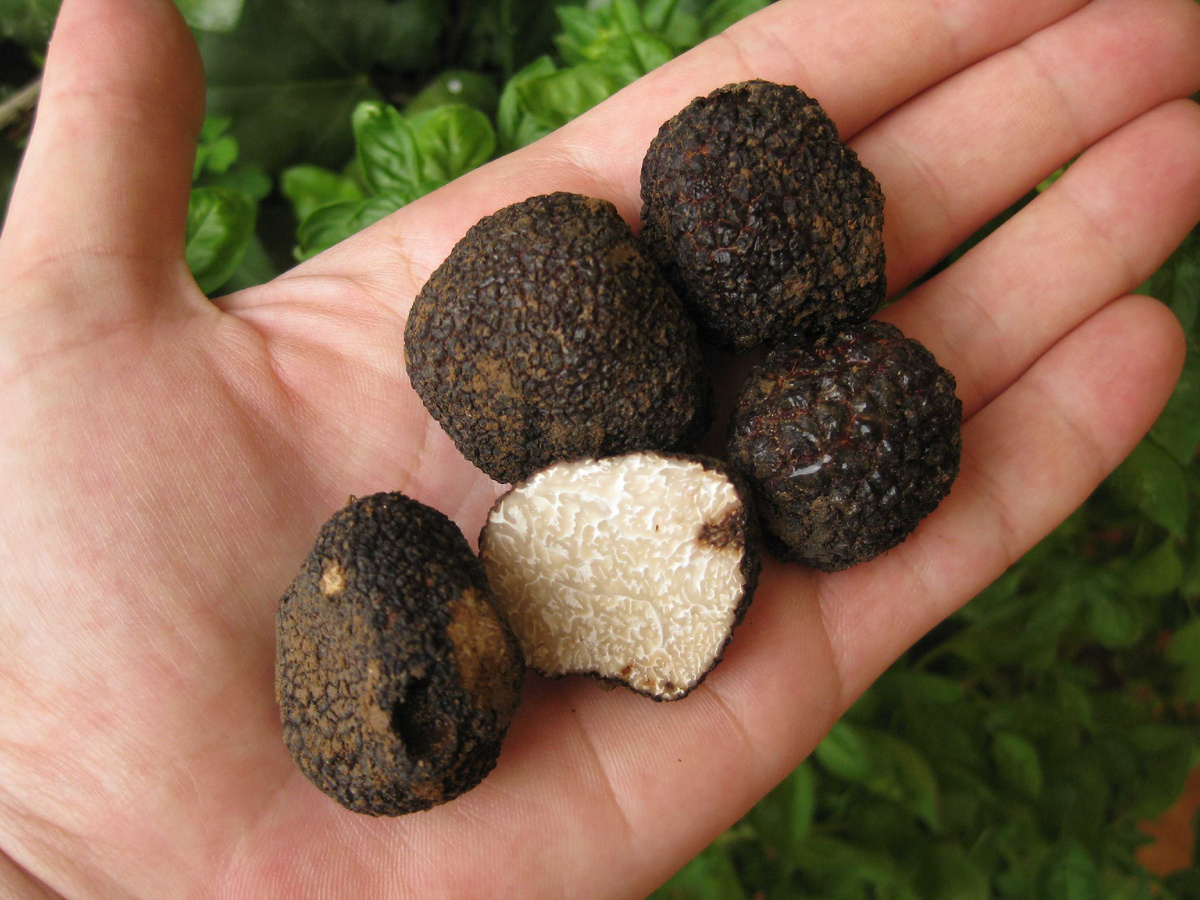 Чёрный летний трюфель (Tuber aestivum)