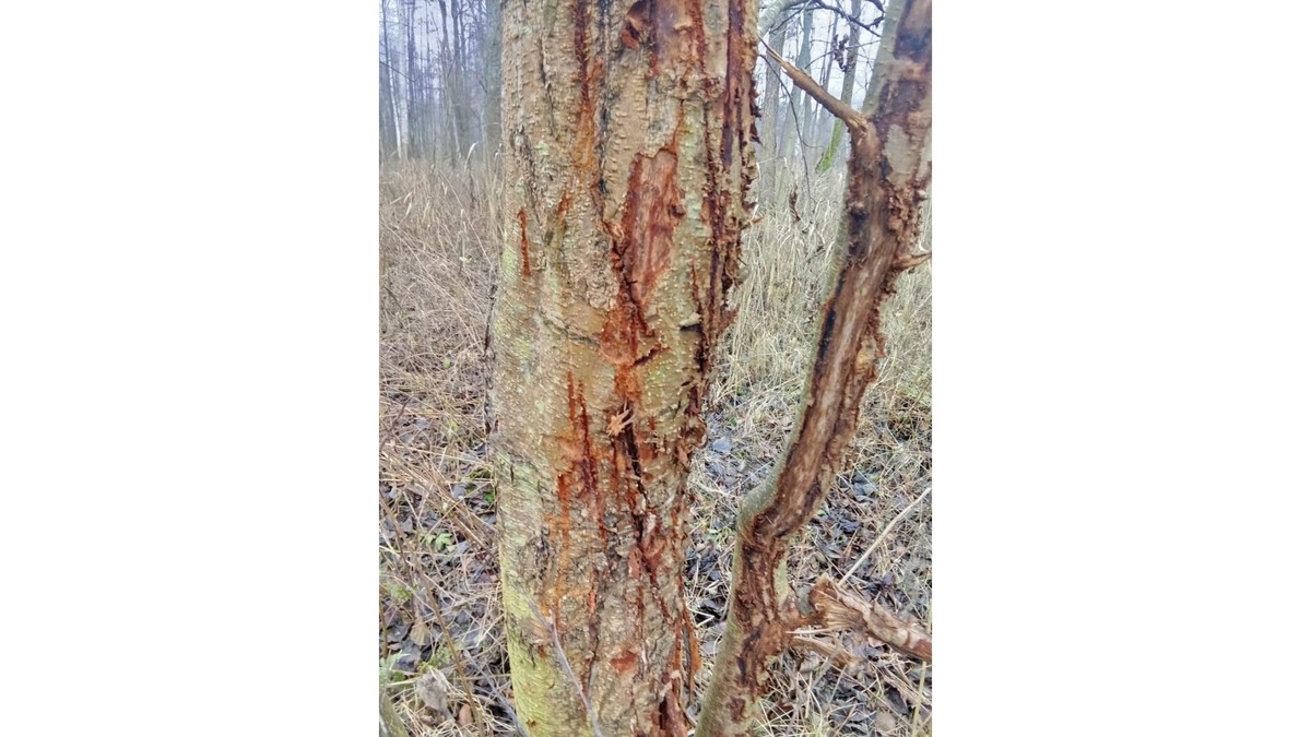 Фото Спасского лесничества