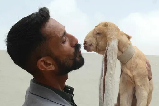 Мохаммед и Сиба.