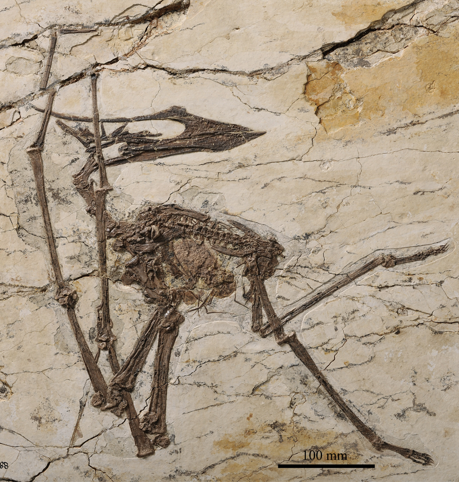 Тот самый раннемеловой скелет возрастом 120 млн лет, который отнесли к виду Sinopterus atavismus (родовое название означает "китайское крыло")