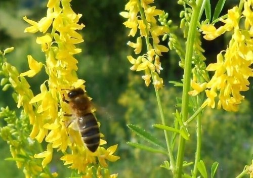 донник желтый