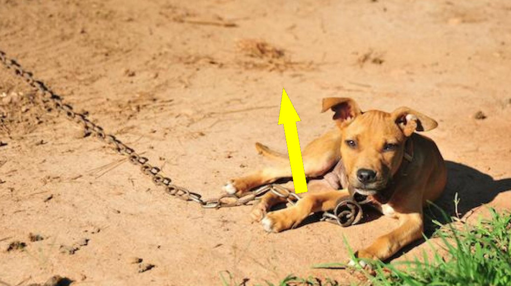    В Бресте нашли брошенного пса и раскрыли шокирующую правду