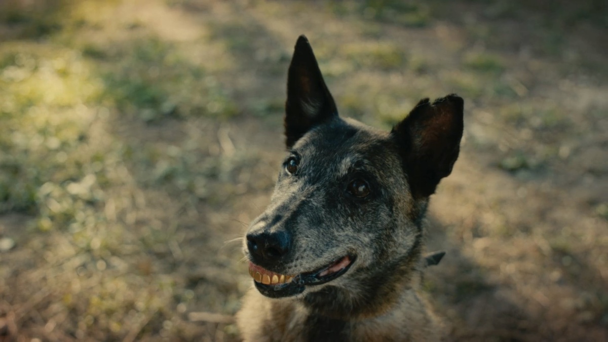 Кадр из фильма Три свадьбы и один побег (2025)