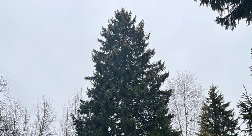    Комитет лесного хозяйства Московской области