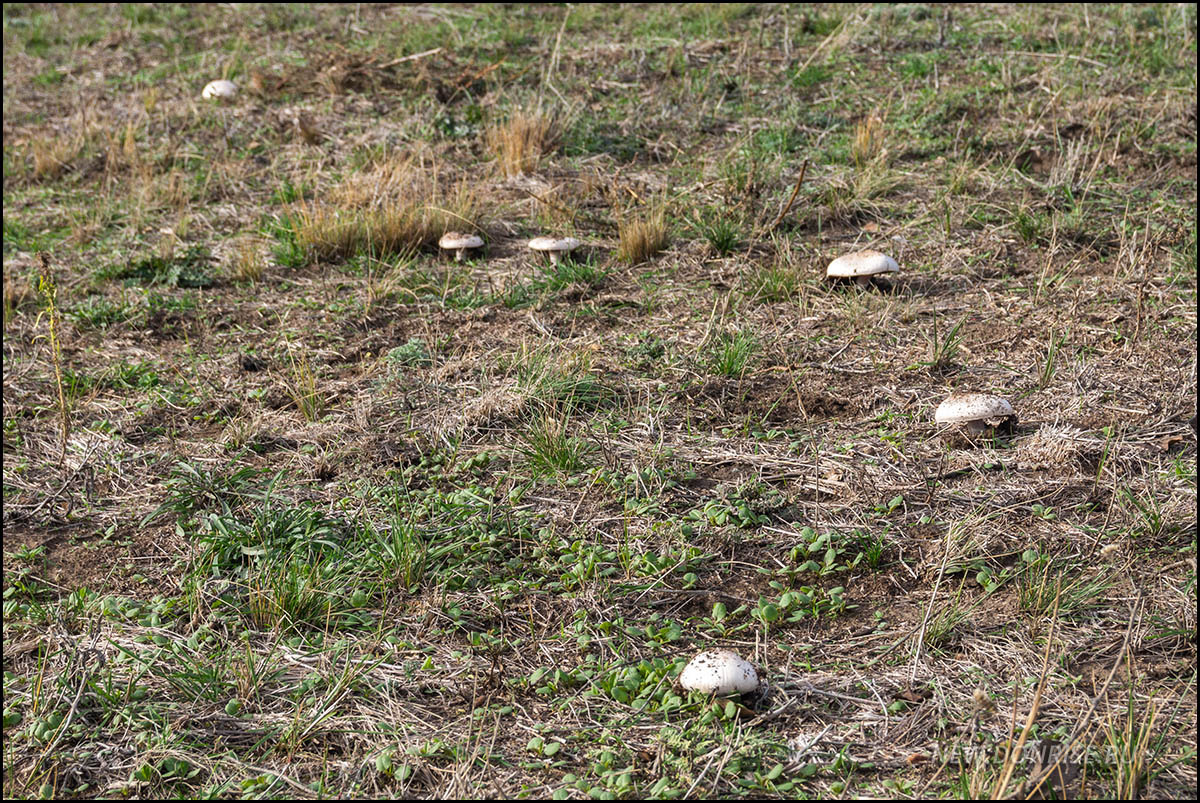 Шампиньоны (листайте!)