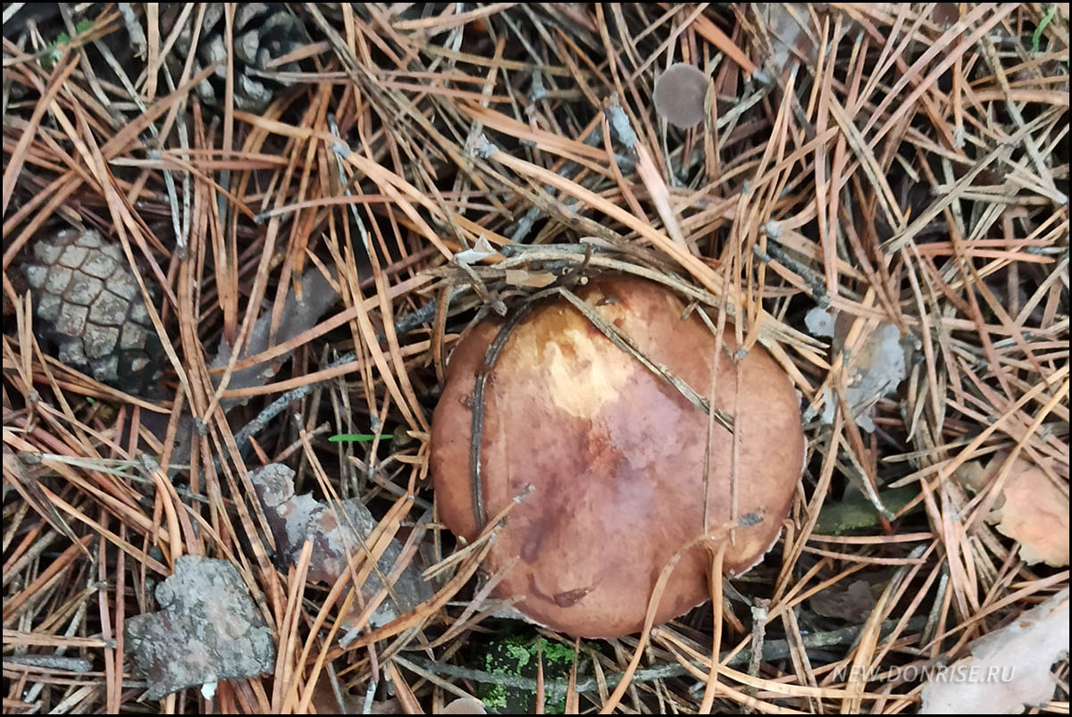 Маслёнок (листайте!)