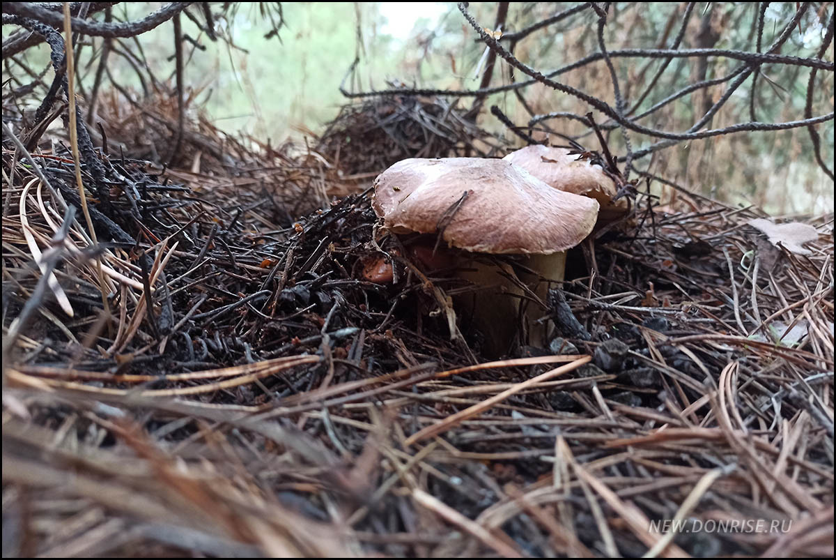 Маслёнок (листайте!)