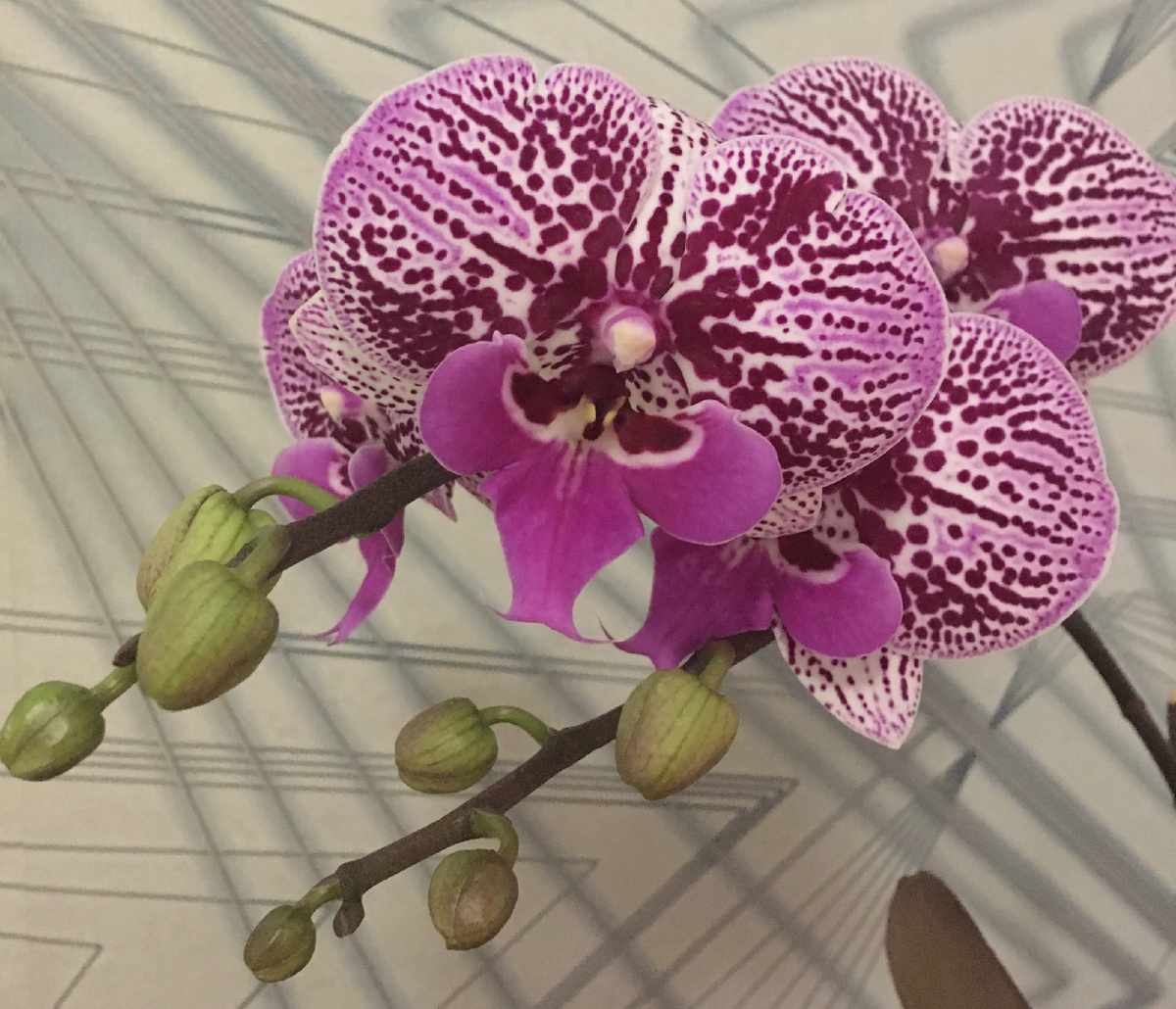 Выслала.Вот такая красавица скоро поедет к новому хозяину. У меня таких ещё две детки есть. Как думаете, за сколько её можно продать?