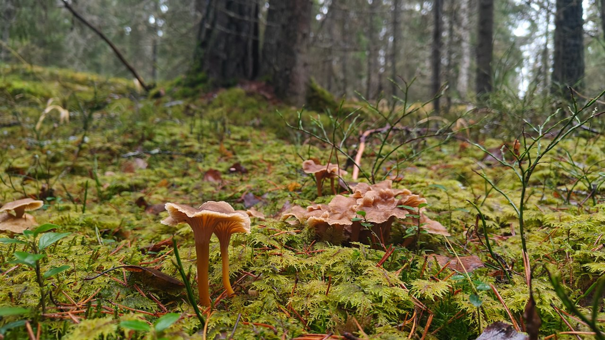 Фото: https://t.me/kazdoytvaripopare
