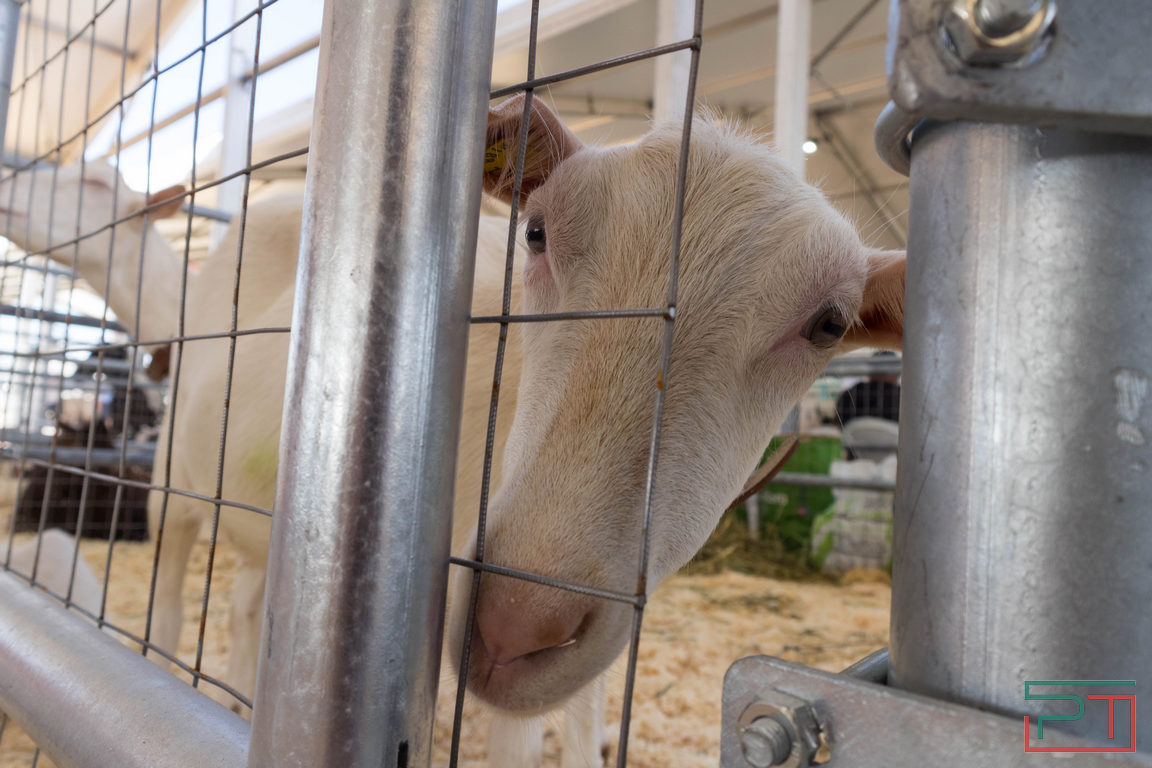 Фото: Юлия Бидун / «РТ»