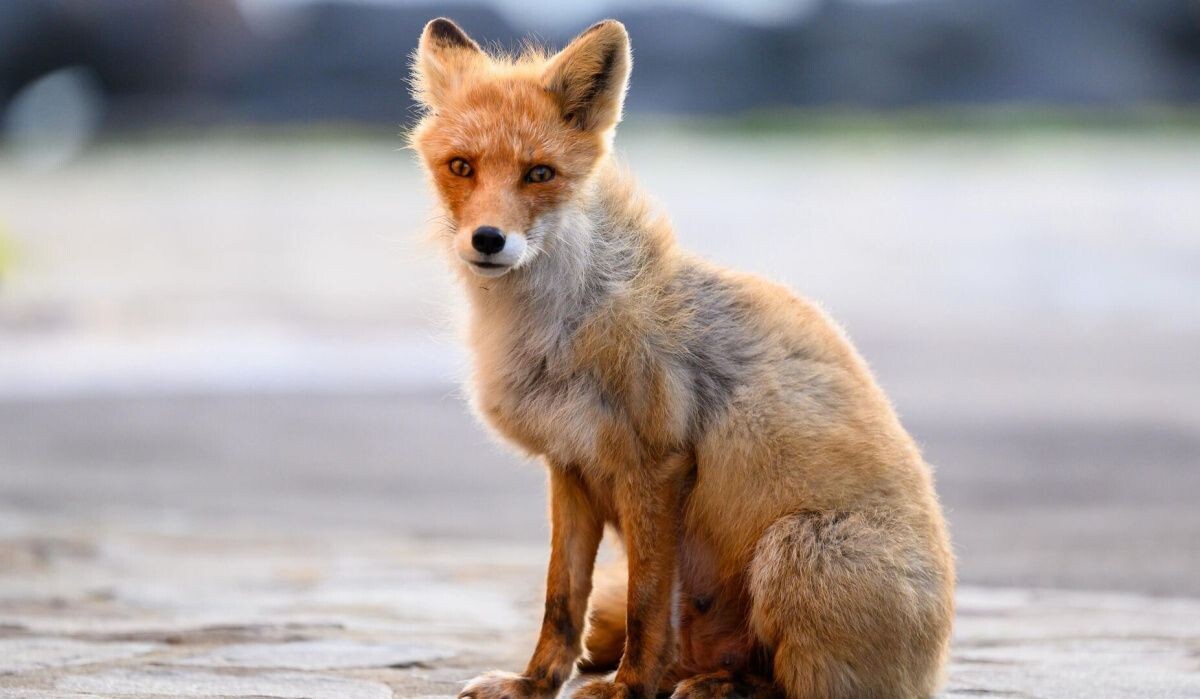     Лиса. Источник: © РИА Новости Автор фото: Сергей Красноухов