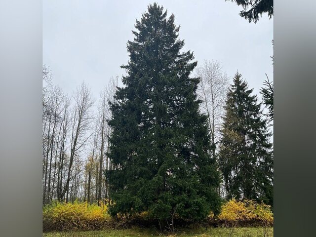    Фото: телеграм-канал "Мособл Комлес"