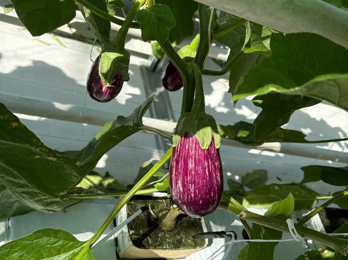    Фото с сайта Правительства Рязанской области