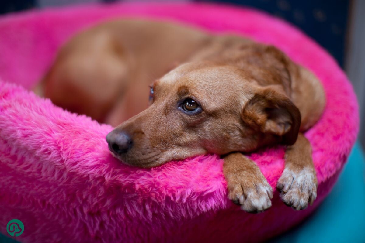 Собака с лежанкой 