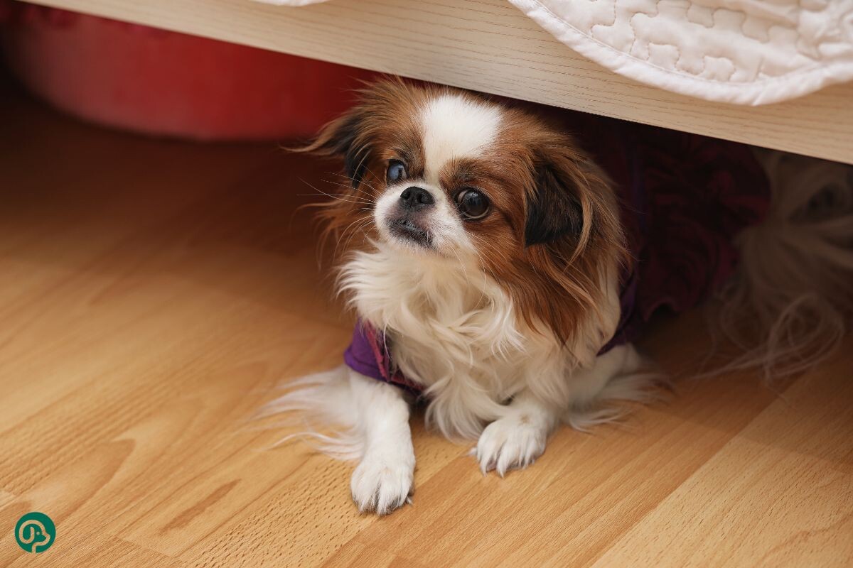 Собака под кроватью 