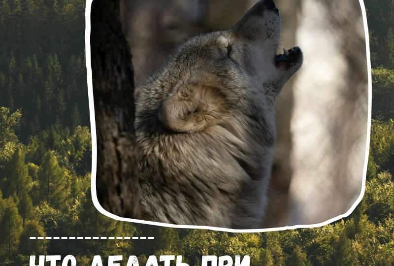 🐾 Что делать, если встретил волка в лесу?