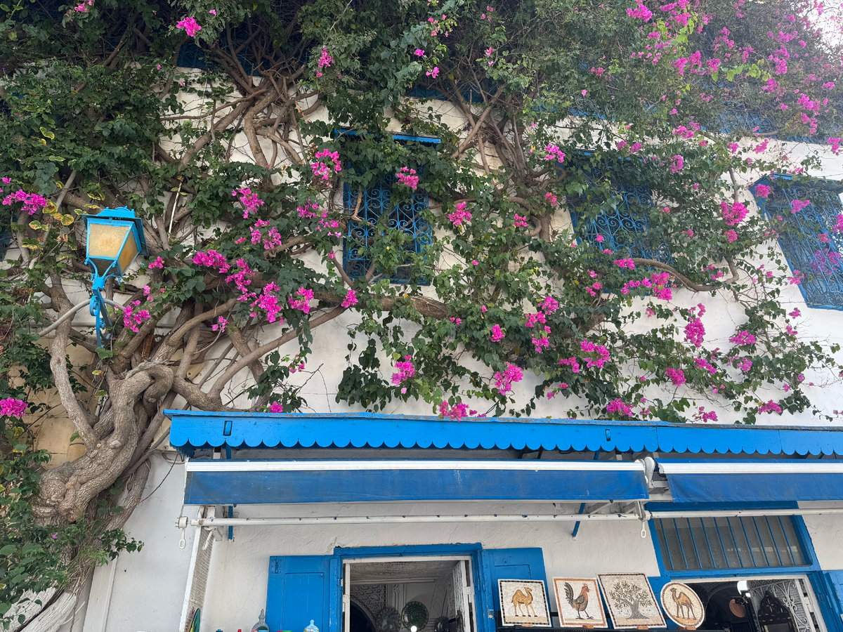 Цветущая бугенвиллия на стене дома в Сиди-Бу-Саиде