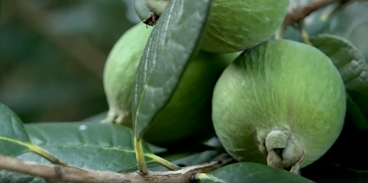    Фото: Сочи 24