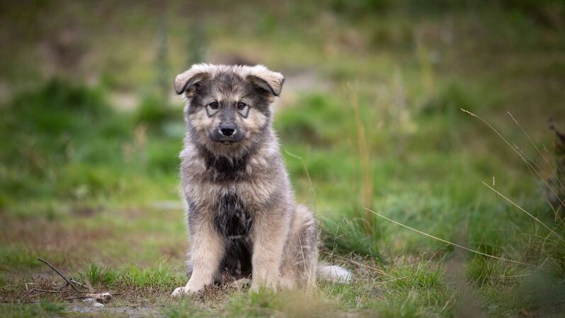    Фото: Федор Воронов/«Ямал-Медиа»