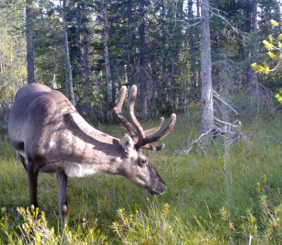    Карельский научный центр РАН