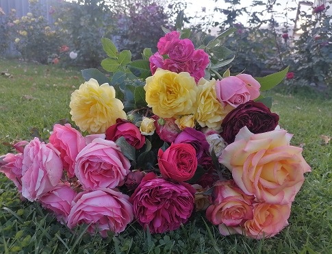 Парад букетов роз 2025. Часть 1