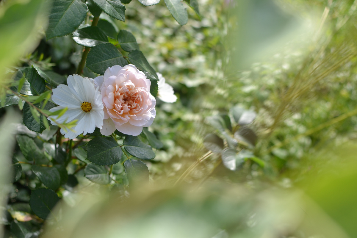 И авторы, и читатели нужны Дзену только как звенья цепочек "премиум", "донаты", а теперь и "про"