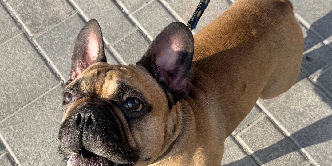 #Кавалер@frenchbull_help — рыцарь с большим сердцем, которое ищет замок без драконов