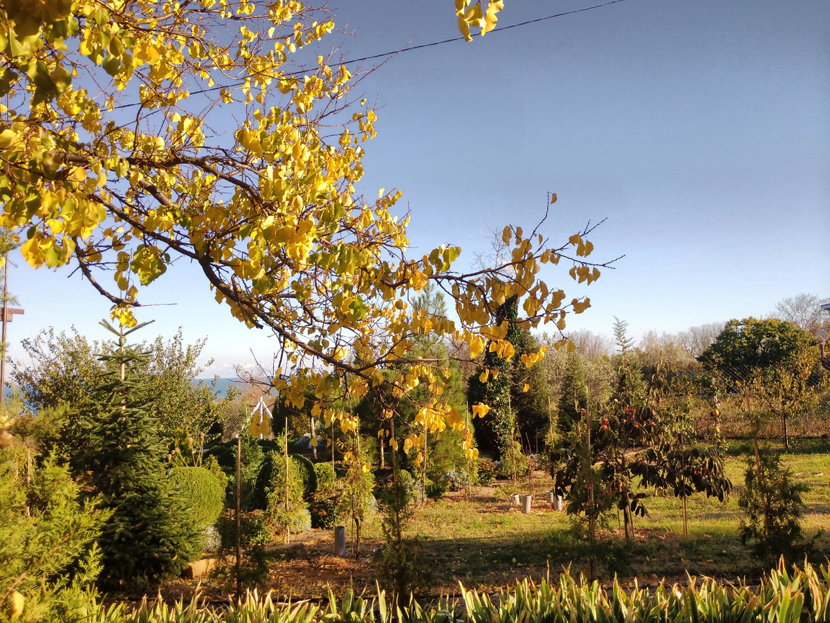 На границе двух садов.