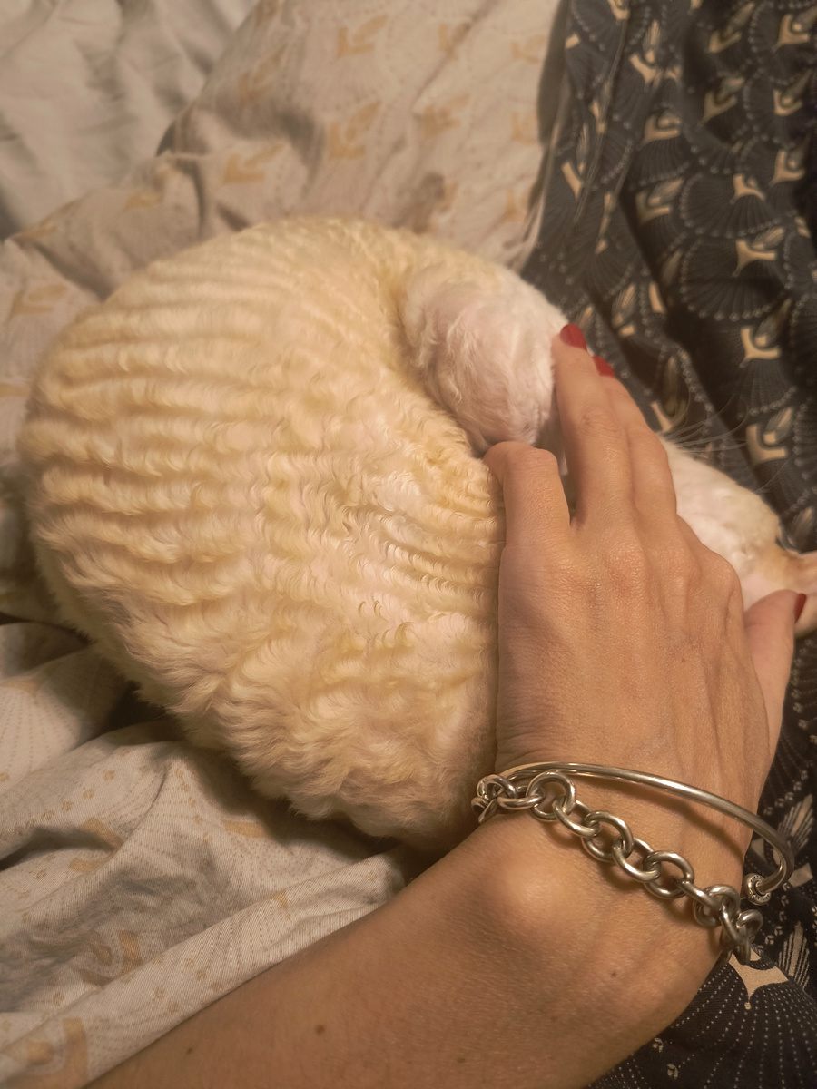 Рыжая Пухля