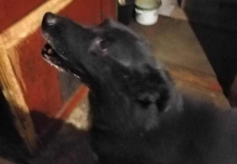 🆘🆘🆘 КОРОЛЁВ, МОСКОВСКАЯ ОБЛАСТЬ! ПОСЛЕДНИЙ ШАНС СПАСТИ ГОШУ ОТ ОТЛОВА! 🆘🆘🆘