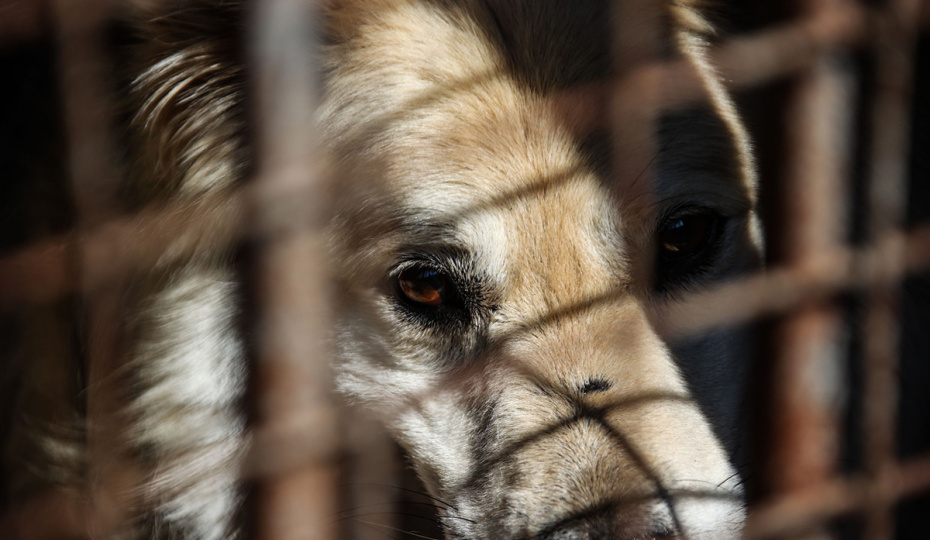 «Поставила деятельность на поток»: зоозащитники сообщили о ненадлежащем состоянии приюта в Краснодаре