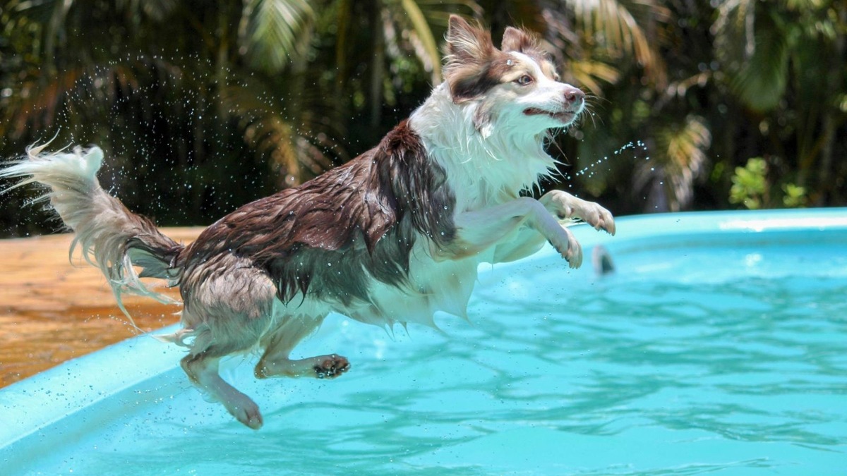    Плавание помогает не только восстановиться после травм, но и снять эмоциональное напряжение у собаки