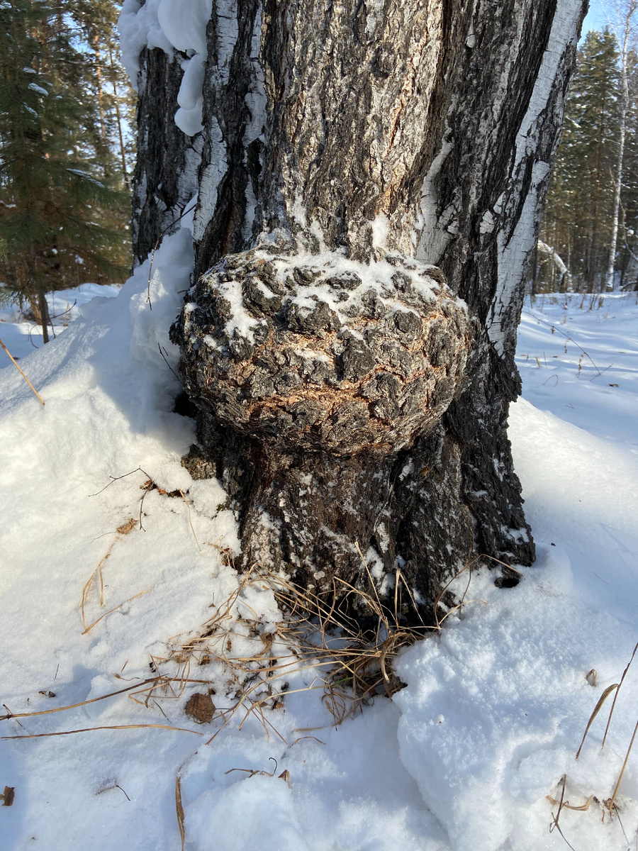 Сувель на березе