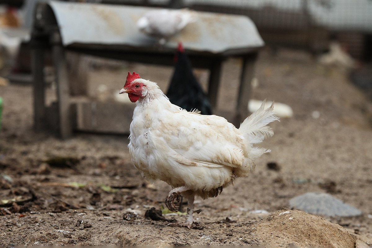 Екатерина Кузьмина / РБК📷Одна из самых известных птиц, не умеющая летать и живущая рядом с людьми, — курица. Но в природе есть много других подобных примеров