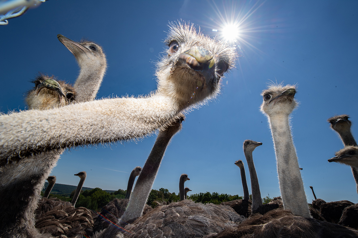 Boris Roessler / dpa / Global Look Press📷Для защиты страус использует и когтистые лапы: удар ноги способен отбить даже хищника