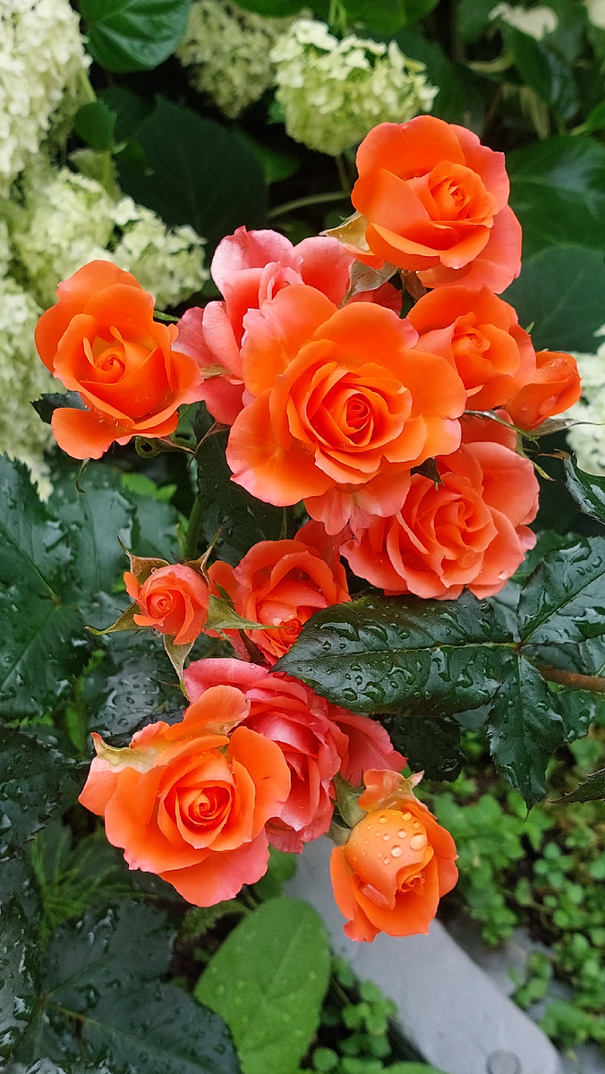 Оранже Ювель. Флорибунда