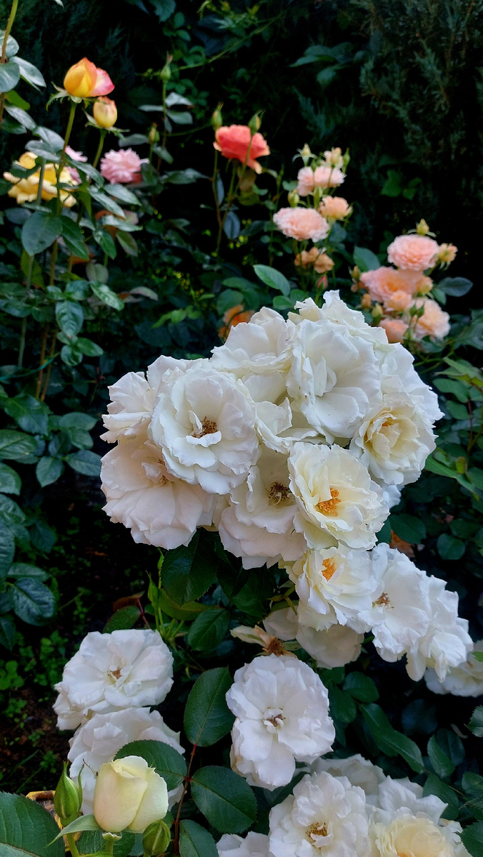 Принцесс оф Уэльс. Флорибунда