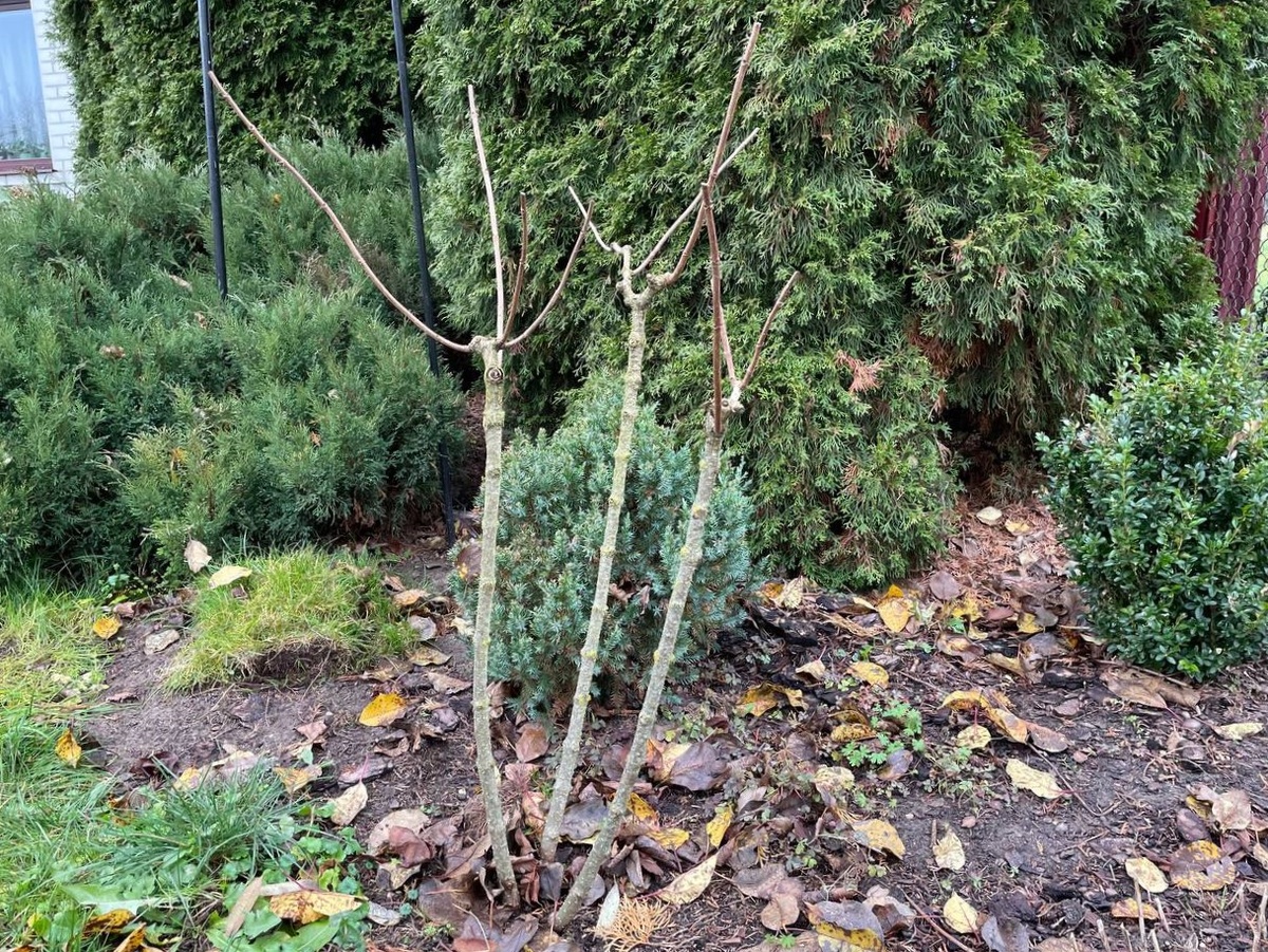 Фантом до обрезки. Фото автора 