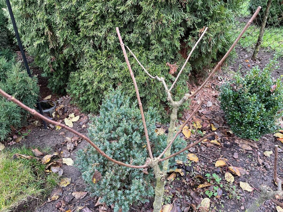 После возвартных заморозков побеги стали расти тонкими. Фото автора 